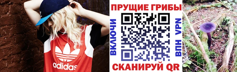 shop какой сайт  Козьмодемьянск  Псилоцибиновые грибы GOLDEN TEACHER 